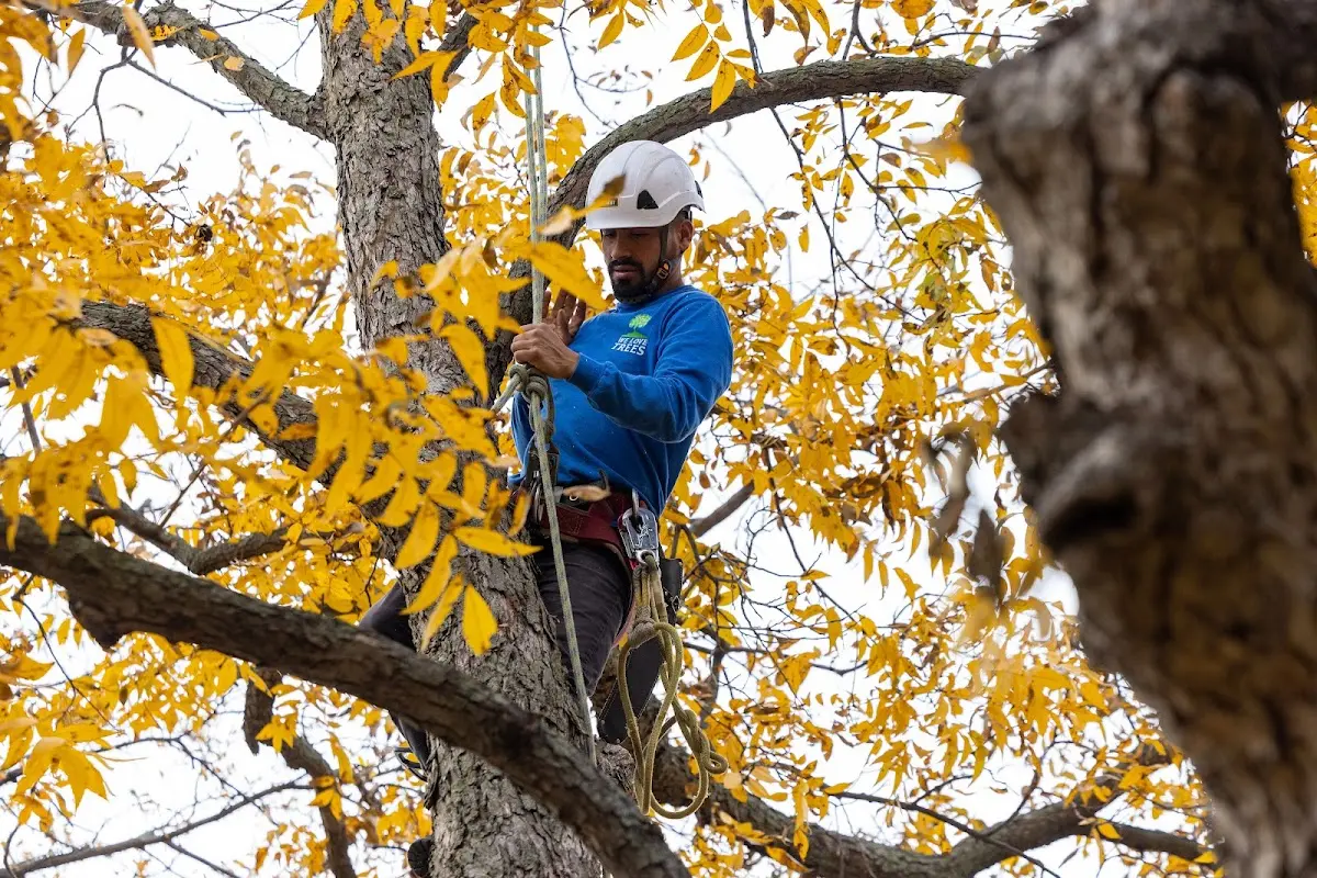 Skilled Tree Transplanting crew working in Spencer